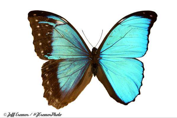 Morpho didus (bilateral gynandromorph) (Internet Image property of respective owner, non-commercial use only)